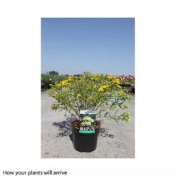 Hypericum Kalmianum 'Sunny Boulevard' -Perfect Greenery HYPE T66263 B h