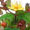 Hypericum 'Magical Red Flame' -Perfect Greenery HYPE TKA0935 A