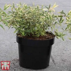 Hypericum Calycinum 'Carnival' -Perfect Greenery HYPE TKA3192 A