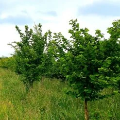 Hazel Tree (Corylus Avellana) Grown By Cotswold Trees 9 Hazel Tree (Corylus Avellana) Grown By Cotswold Trees -Perfect Greenery Hazel3