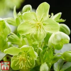 Hellebore 'Silver Lace' -Perfect Greenery Helleb lace