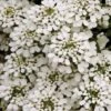 Iberis Sempervirens -Perfect Greenery IBER T64262 A h