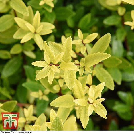 Holly Triflora Var. Kanehirae 6 Holly Triflora Var. Kanehirae - Image 4