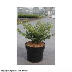 Holly 'Stokes' -Perfect Greenery ILEX T66265 A h
