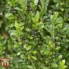 Holly 'Stokes' -Perfect Greenery ILEX T66265 B