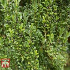 Holly 'Stokes' -Perfect Greenery ILEX T66265 C