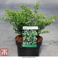 Holly 'Stokes' -Perfect Greenery ILEX T66265 D