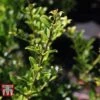 Holly Triflora Var. Kanehirae -Perfect Greenery ILEX T66266 A