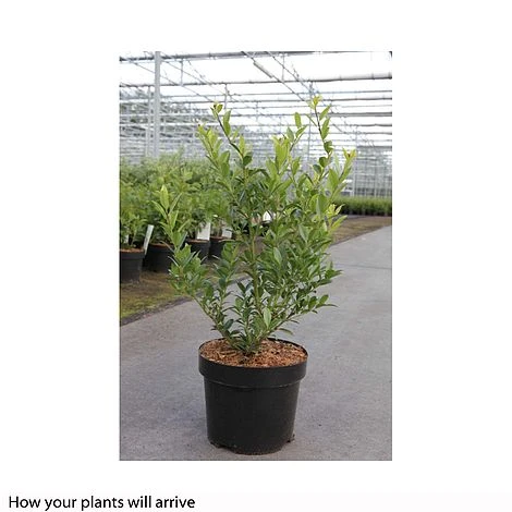 Holly Triflora Var. Kanehirae 4 Holly Triflora Var. Kanehirae - Image 2