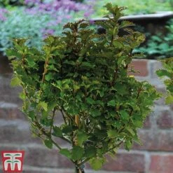 Ilex 'Little Rascal' -Perfect Greenery ILEX kb2728 B