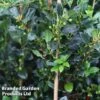 Ilex Aquifolium 'J.C. Van Tol' -Perfect Greenery ILEX JCVANTOL S45845
