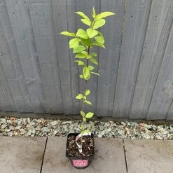 Bird Cherry Tree (Prunus Padus) Grown By Cotswold Trees -Perfect Greenery IMG 2382 160523