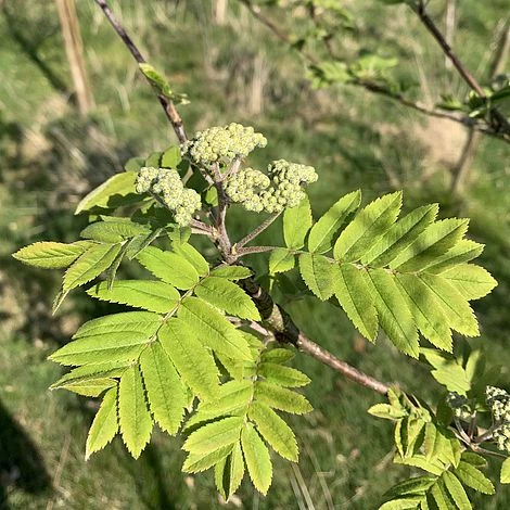 Rowan Tree (Sorbus Aucuparia) Grown By Cotswold Trees 7 Rowan Tree (Sorbus Aucuparia) Grown By Cotswold Trees - Image 5