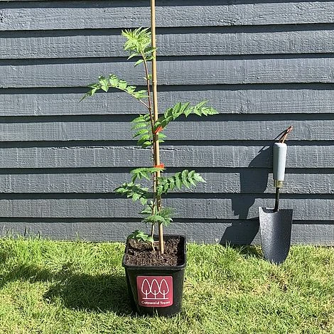 Rowan Tree (Sorbus Aucuparia) Grown By Cotswold Trees 8 Rowan Tree (Sorbus Aucuparia) Grown By Cotswold Trees - Image 6