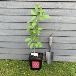 Wild Cherry Tree (Prunus Avium) Grown By Cotswold Trees -Perfect Greenery IMG 88461