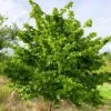 Hazel Tree (Corylus Avellana) Grown By Cotswold Trees 1 Hazel Tree (Corylus Avellana) Grown By Cotswold Trees -Perfect Greenery IMG 9468