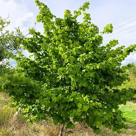 Hazel Tree (Corylus Avellana) Grown By Cotswold Trees 3 Hazel Tree (Corylus Avellana) Grown By Cotswold Trees