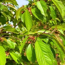 Wild Cherry Tree (Prunus Avium) Grown By Cotswold Trees -Perfect Greenery IMG 94711