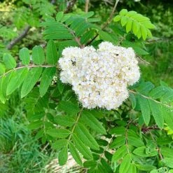 Rowan Tree (Sorbus Aucuparia) Grown By Cotswold Trees 10 Rowan Tree (Sorbus Aucuparia) Grown By Cotswold Trees -Perfect Greenery IMG 9538