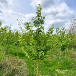 Field Maple Tree (Acer Campestre) Grown By Cotswold Trees -Perfect Greenery IMG 9543