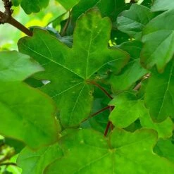 Field Maple Tree (Acer Campestre) Grown By Cotswold Trees -Perfect Greenery IMG 9546