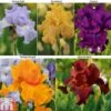 Iris 'Re-Blooming Collection' -Perfect Greenery IRIS T10126 A1