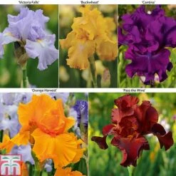 Iris 'Re-Blooming Collection'