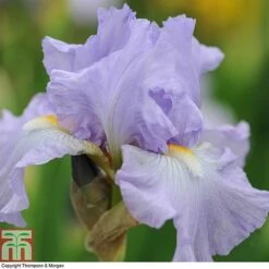 Iris 'Re-Blooming Collection' -Perfect Greenery IRIS T10126 B1