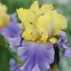 Iris 'Edith Wolford' (Re-blooming) -Perfect Greenery IRIS T12443 A h