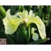 Iris Pseudacorus Bastardii (Marginal Aquatic) -Perfect Greenery IRIS T78218 A h