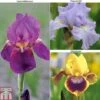 Iris Bearded Collection 1 Iris Bearded Collection -Perfect Greenery IRIS T82001 A