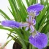 Iris Setosa 'Baby Blue' -Perfect Greenery IRIS TKA0707 A
