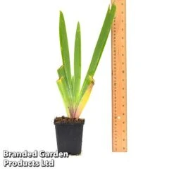 Iris 'Metolius Blues' -Perfect Greenery IRIS METOLI9CM T44318