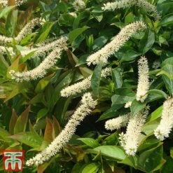 Itea Virginica 'Little Henry'