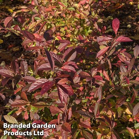 Itea Virginica 'Love Child' 4 Itea Virginica 'Love Child' - Image 2