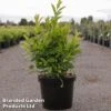 Itea Virginica 'Love Child' -Perfect Greenery IteaLoveChild10L