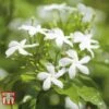 Jasminum Officinale -Perfect Greenery JASM T40073 C