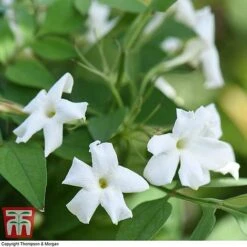 Jasminum Officinale -Perfect Greenery JASM T40073 D