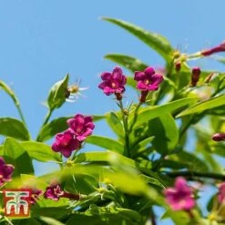 Jasminum Beesianum -Perfect Greenery JASM T55653 B