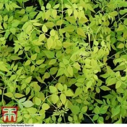Jasminum Officinale 'Fiona Sunrise' 5 Jasminum Officinale 'Fiona Sunrise' -Perfect Greenery JASM TKA0899 B