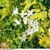 Jasminum Officinale 'Fiona Sunrise' 2 Jasminum Officinale 'Fiona Sunrise' -Perfect Greenery JASM TKA0899 C