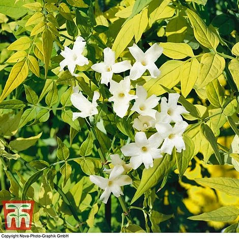 Jasminum Officinale 'Fiona Sunrise' 3 Jasminum Officinale 'Fiona Sunrise'