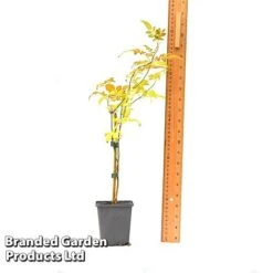 Jasminum Officinale -Perfect Greenery JASM OFFICI9CM T43487