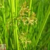 Juncus Effusus (Marginal Aquatic) -Perfect Greenery JUNC T78235 A h