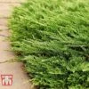 Juniperus Horizontalis 'Prince Of Wales' -Perfect Greenery JUNI 66289 A