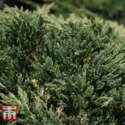 Juniperus Horizontalis 'Prince Of Wales' -Perfect Greenery JUNI 66289 D