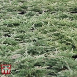 Juniperus Horizontalis 'Prince Of Wales' -Perfect Greenery JUNI 66289 E