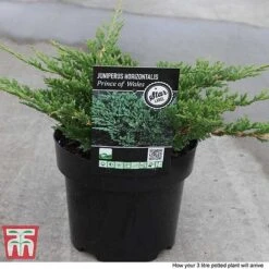 Juniperus Horizontalis 'Prince Of Wales' -Perfect Greenery JUNI 66289 F