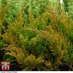 Juniperus Horizontalis 'Andorra Compact' -Perfect Greenery JUNI T28605 A1