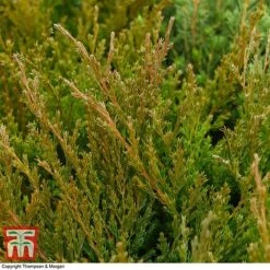 Juniperus Horizontalis 'Andorra Compact' -Perfect Greenery JUNI T28606 A1